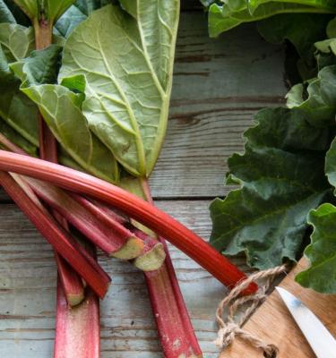 Growing rhubarb online in pots